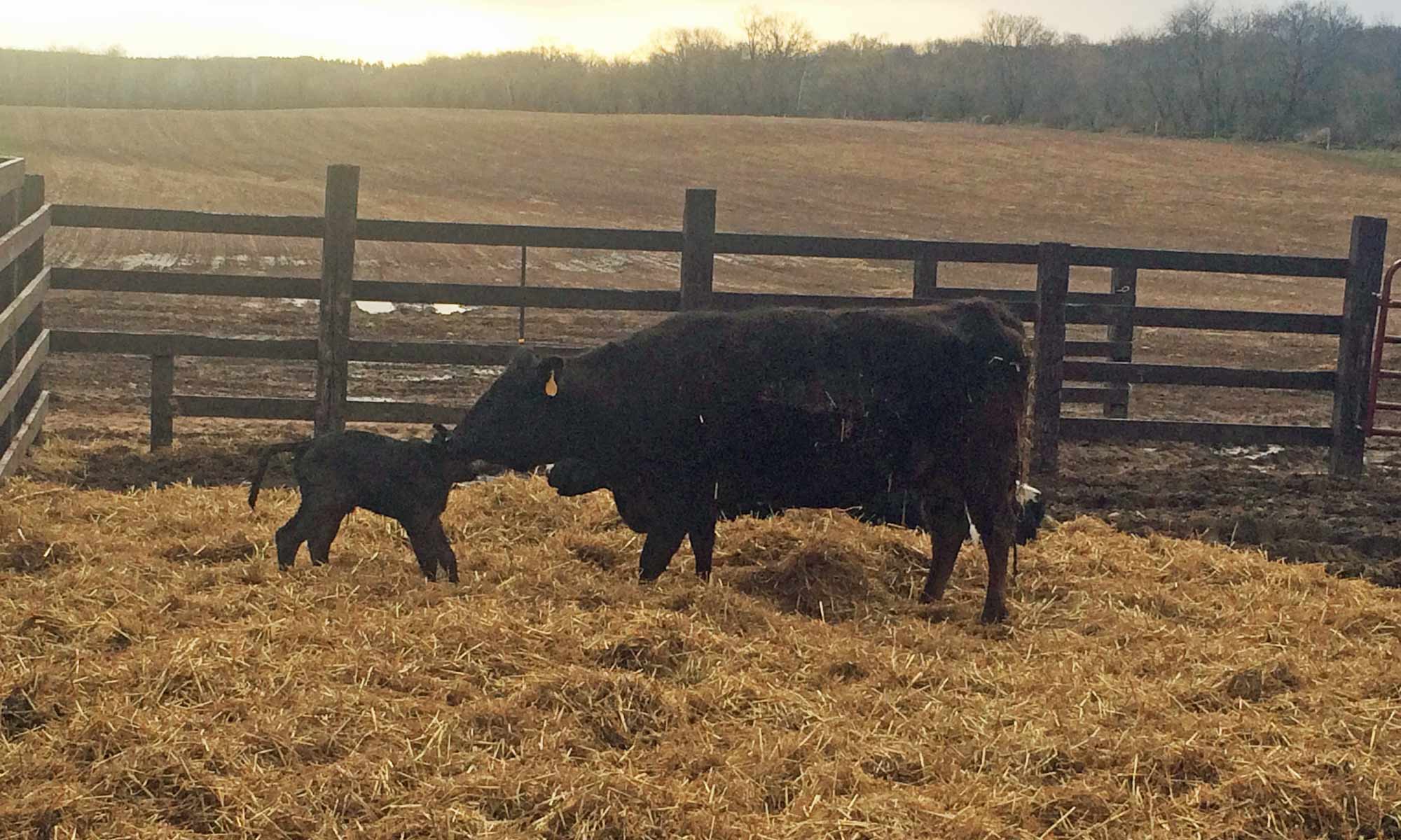 CowCalf_Opt